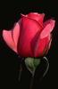 Goodpasture Mother's Day Program 2008 - DVD